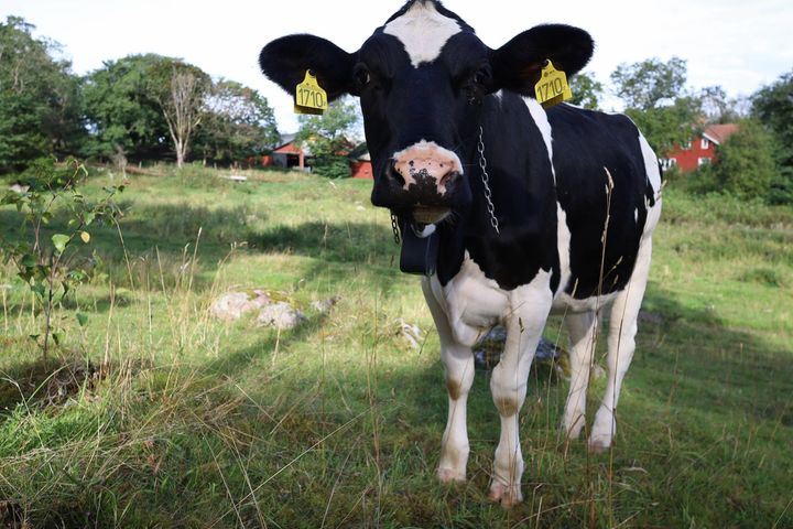 Virtuella stängsel kan rädda Sveriges naturbetesmarker. I ett projekt på Arlas innovationsgård agerar tjugo kvigor naturvårdare när de betar i de igenvuxna hagarna. Foto: Arla