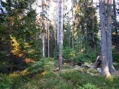 Hyggesfri yta. Foto: Kerstin Ström, Skogsstyrelsen (bilden får användas fritt i samband med rapportering om den här nyheten.)