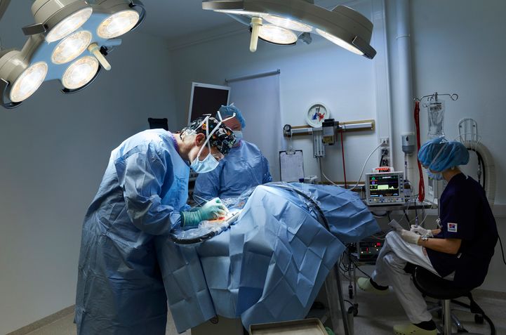 När djurägandet skjuter i höjden ökar trycket på djursjukvården