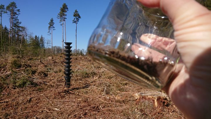 Granbarkborrar från årets första fällfångster i Småland. Foto: Anna Cederholm, Skogsstyrelsen