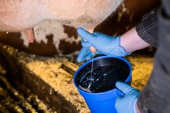 Veterinär undersöker mjölk i kontrollkärl.
