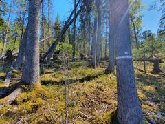 Biotopskydd med angrepp av granbarkborre. Foto: Johanna Ehlin, Skogsstyrelsen.