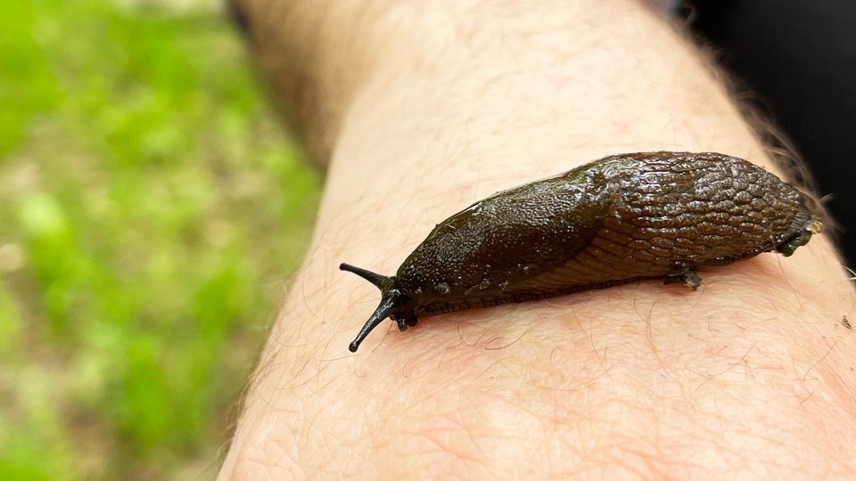 Mördarsnigel