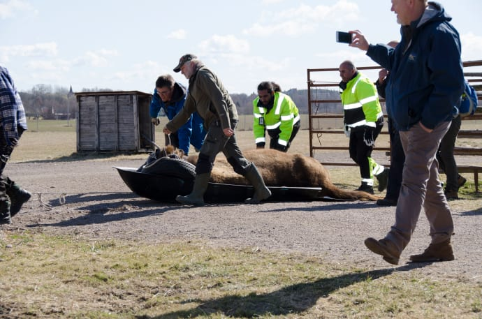 Personalen söver visenterna för deras och människornas säkerhet. Här dras en sövd visent på en specialbyggd pulka in i lastbilen där den har ett eget utrymme för att förhindra skador under färden. Lastningen och transporten övervakas av veterinärer.