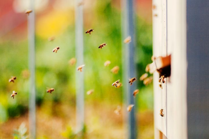 E.ON storsatsar på biologisk mångfald och ska anpassa bra livsmiljöer för bland annat pollinerande insekter på 30 elstationer per år.  Foto:  Apelöga