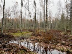 Återvätningsområde utanför Nässjö i Småland. Foto: Ricarda Schultz, Skogsstyrelsen (Bilden får användas i samband med rapportering av den här nyheten.)