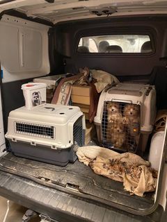 Tre Maltipoo och en tax upptäcks i en skåpbil i Lernacken. Hundarna saknar hundpass och korrekta rabiesintyg. Foto: Tullverket
