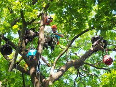 Klättrande arborister har ofta sin arbetsplats högt upp i trädkronorna och arbetar med vård och beskärning av träd i stadsnära miljöer. 