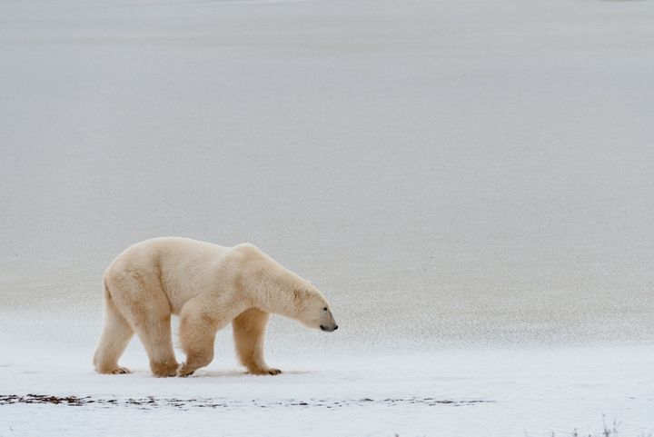 Den globala uppvärmningen gör att Arktis smälter, vilket innebär att Arktis ekosystem är på väg att kollapsa och isbjörnarna hotas.