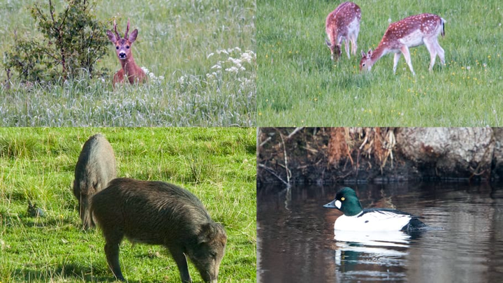 En gratisapp – Viltappen – fyller din smartphone med lättåtkomlig vilt- och fågelkunskap. Foto Magnus Rydholm