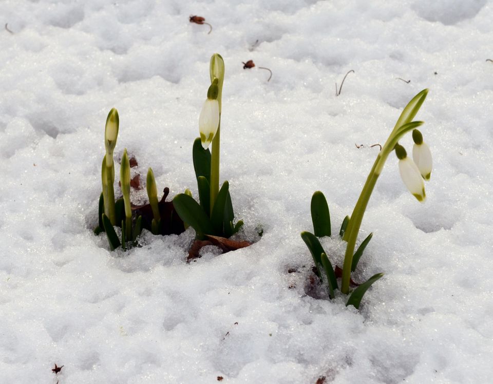 Sno droppar rhododendrondalen