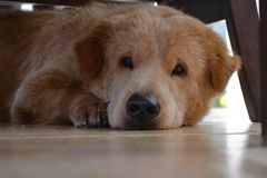 Magbesvär bland hundar är vanligaste orsaken till att djurägare behöver söka veterinärvård.