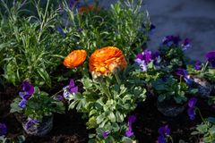 Vårblommor, blomsterprgrammet. Penséer och gyllenlack i lila, ranunkler i orange.  Foto: Sven Lindwall