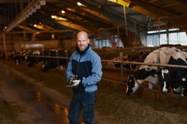 Förra årets höga mjölkpris bidrog till att minska pressen på Arlabönderna. Foto: Arla