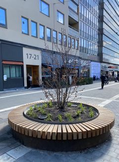 Nytt träd med sittplats på Hornsplan. Foto: Anette Ullskog