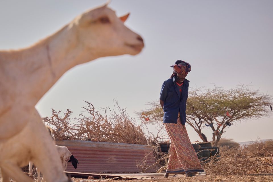 Torkan slår hårt mot boskapsskötseln i Somalia