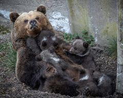 Brown bear with cubs. Photo: Anders Bouvin.