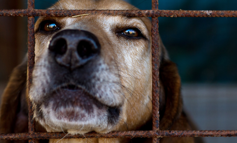 Vi måste få ett stopp på handeln med smuggelhundar!
