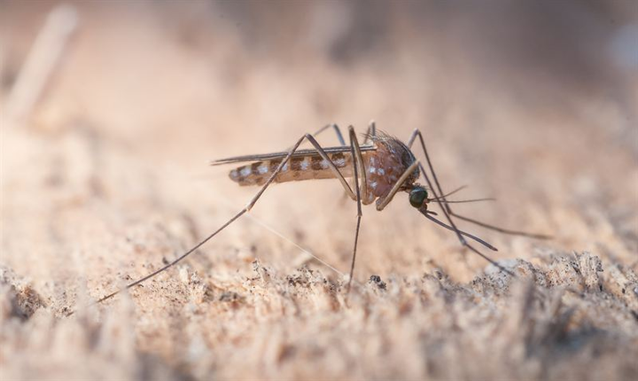 Sydlig husmygga, Culex pipiens pipiens. Foto: Anders Lindström/SVA. Alla bifogade bilder får fritt användas i anslutning till publicering av pressmeddelandet.