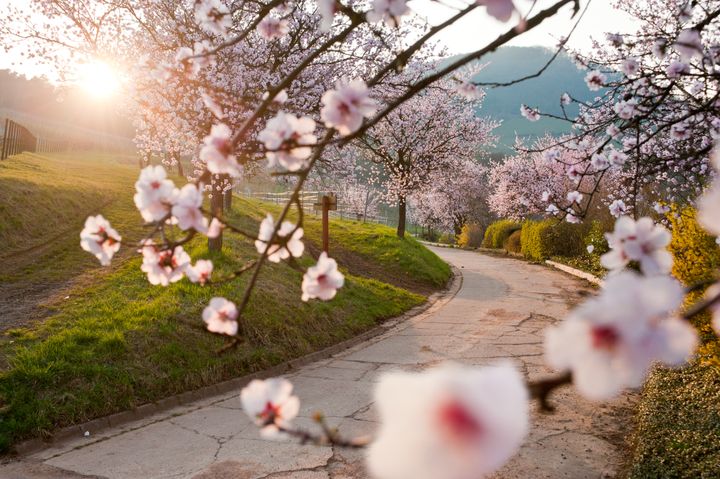 Sydliga vinvägen: blommande mandelträd. FOTO: © Rheinland-Pfalz Tourismus / Dominik Ketz