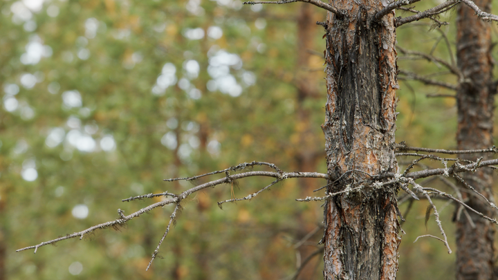 För att bromsa skadeutvecklingen satsar Skogsstyrelsen på att öka kunskapen om multiskadad ungskog hos skogsägare. Foto: Anton Falk