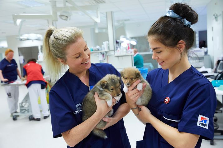 9 av 10 riksdagsledamöter vill se fler veterinärer