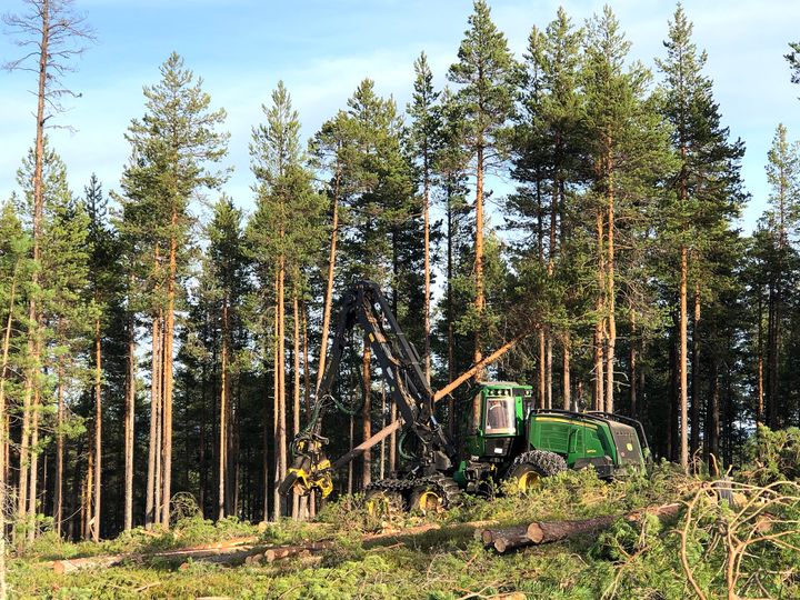 Skördare avverkar skog. Foto: Ida Hansen