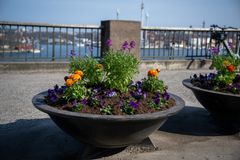 Vårblommor i blomsterprogrammet, på Fjällgatan på Södermalm. Penséer och
gyllenlack i lila, ranunkler i orange. Foto: Sven Lindwall