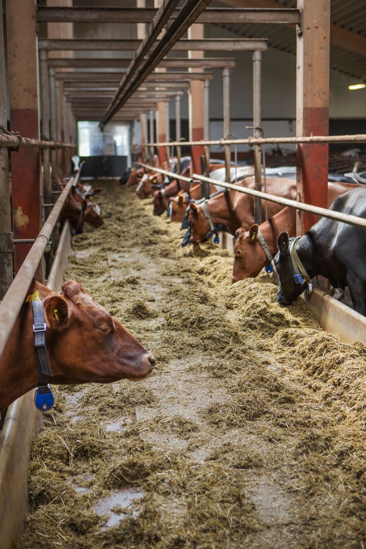 Svenska djur mår bäst. Ny rapport visar att Sveriges bönder använder minst antibiotika i EU - och övriga länder inspireras av svensk djuromsorg. Foto: Janne Pettersson
