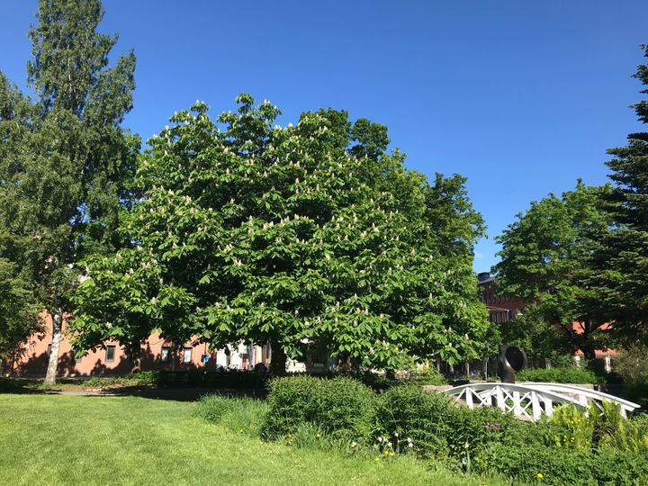 Tysklönnen i Vänortsparken. Foto: Elvira Lambertsson