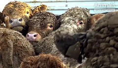 Smutsiga kor på djurtransport, Foto: Animals International