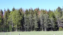 Träd som sannolikt har granrost. Bilderna är från i år. Foto: Håkan Kollander, Skogsstyrelsen