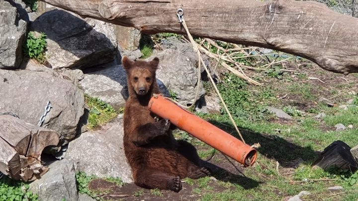 Björnunge på Skansen. Foto: Djurrättsalliansen