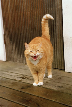 Kattens motsvarighet till virussjukdomen HIV heter FIV. De första symptomen präglas av feber och nedsatt allmäntillstånd under en kort tidsperiod. Sedan övergår infektionen i en kortare, eller längre fas, där virus sprider sig i kroppen. Katten har under denna tid oftast inga symptom på sjukdom. Det kan ta flera år innan katten insjuknar i slutfasen av sjukdomen. Foto: Bengt Ekberg/SVA