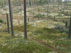Den runda upphöjningen är ett exempel på hur spår av kolbotten kan se ut i skogen. Foto: Jan Bengtsson, Skogsstyrelsen (Bilden är fri att publicera i samband med rapportering om denna nyhet.)