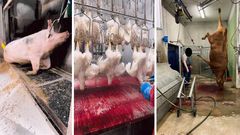 Bilder tagna vid djurskyddskontroller på svenska slakterier under 2022. Foto: Länsstyrelsen