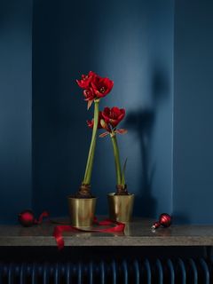 DAIDAI kruka 25:-/st