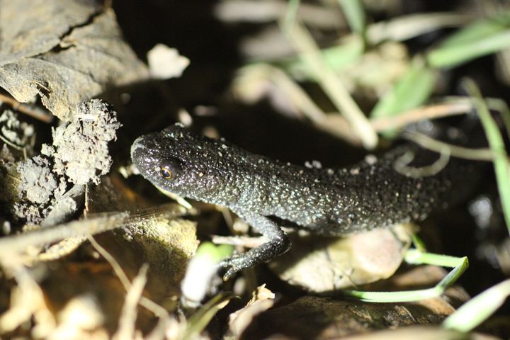 Vattensalamander