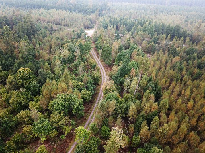 Skogsstyrelsens rapport SKA 22, med scenarier som sträcker sig över 100 år, ger ett omfattande underlag för de vägval som behöver göras i svensk skog framöver. Foto: Jessica Bengtsson, Skogsstyrelsen