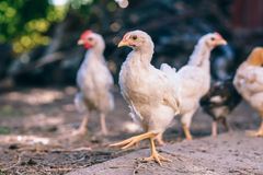 Med European Chicken Comitment får fler kycklingar tillgång till utomhusvistelse
