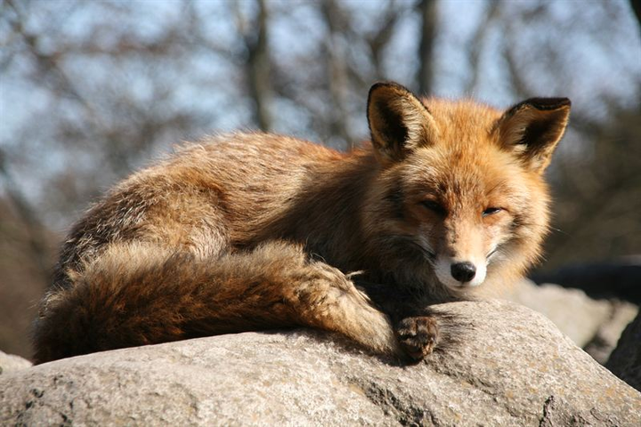 Rävar kan infekteras av harpest, men blir oftast inte sjuka. De bildar antikroppar mot bakterien, och genom att undersöka vilka rävar som har detta kan SVA se i vilka områden harpesten finns. Foto: Karin Bernodt/SVA