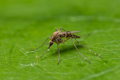 Ljusbandad kustmygga, Aedes caspius, var den vanligastge insamlade myggan i sommar. Foto: Anders Lindström/SVA. Samtliga bifogade bilder är fria att använda i samband med publicering av pressmeddelandet.