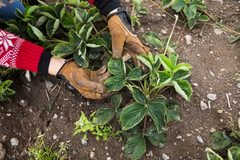 Att trädgården är lättskött rankas i topp när svenskarna får beskriva sin drömträdgård. Mer än en tredjedel värderar det högst.
