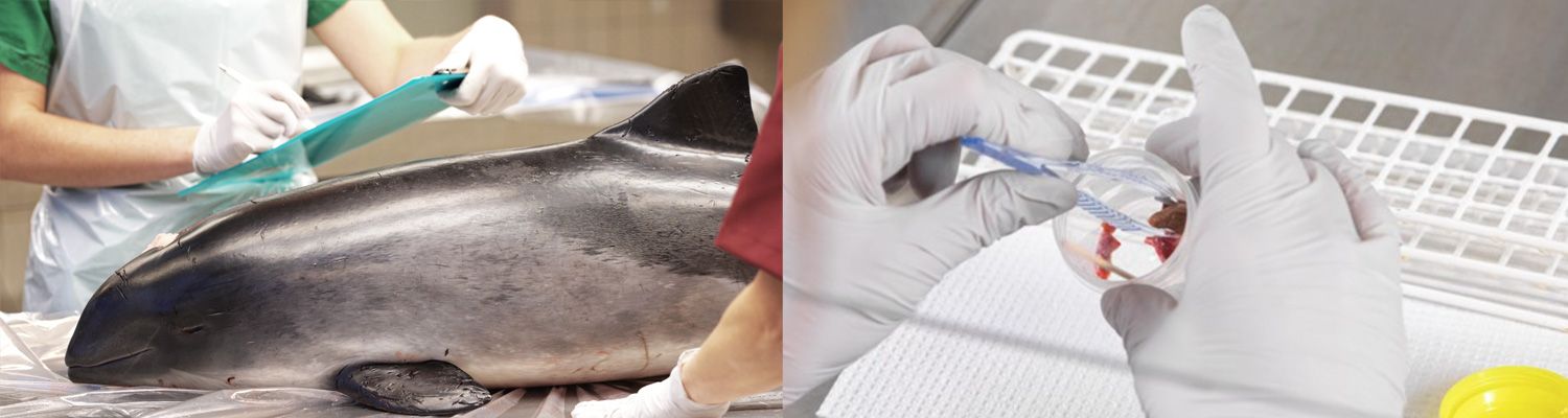 Statens veterinärmedicinska anstalt