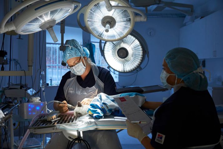 Hektisk sommar väntar djursjukvården