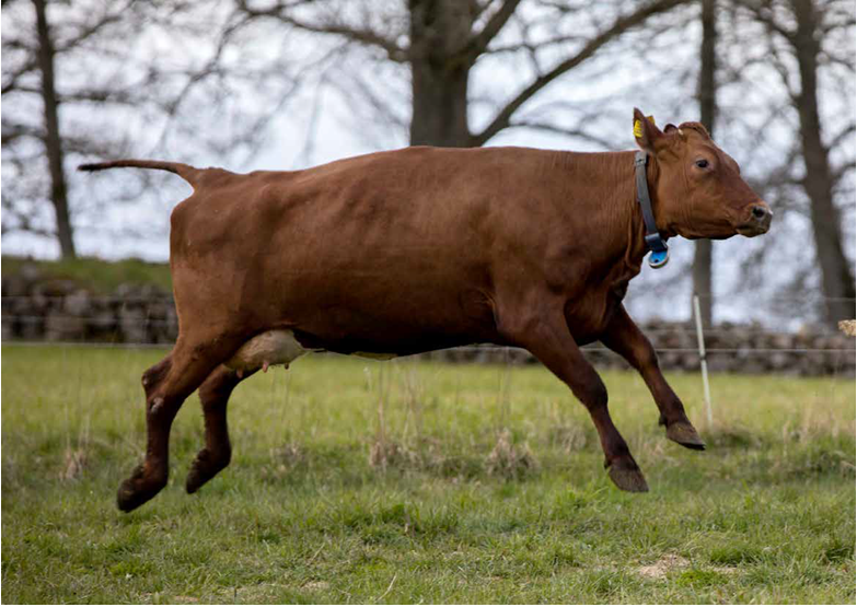 Arla bjuder in till hoppfyllt kosläpp Arla