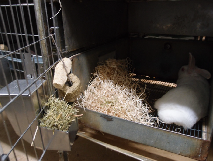 Vid länsstyrelsens besök konstaterades det att kaniner hölls i påtagligt mindre burar än vad som är tillåtet enligt lag. Foto: Länsstyrelsen i Västra Götaland