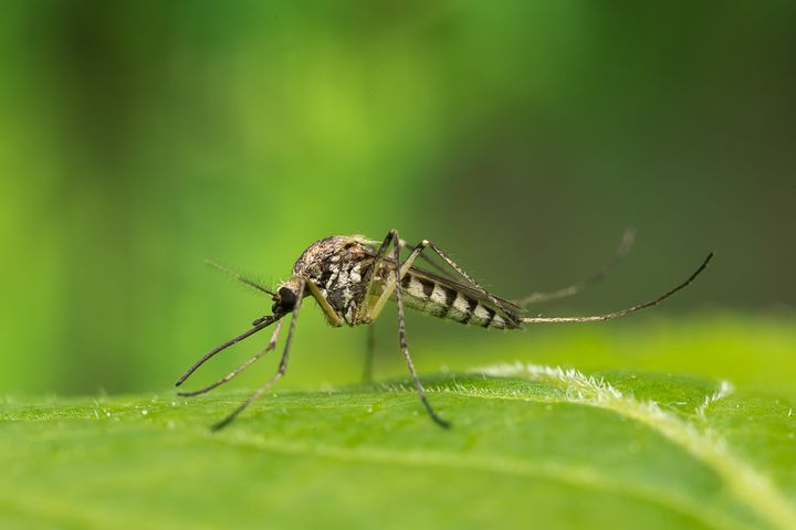 Aedes sticticus, vårsvämmygga. Foto: Anders Lindström/SVA