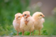 Fler kycklingar får möjlighet till utomhusvistelse genom ECC. Foto: Shutterstock/Pazargic Liviu