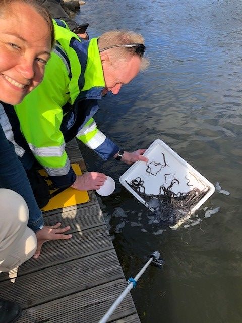 Bild: Rebecka Hovenberg, Tekniska verkens styrelse, och Jakob Bergengren, miljöingenjör på Tekniska verken, hjälps åt att släppa ut de franska ålarna i Stångån.